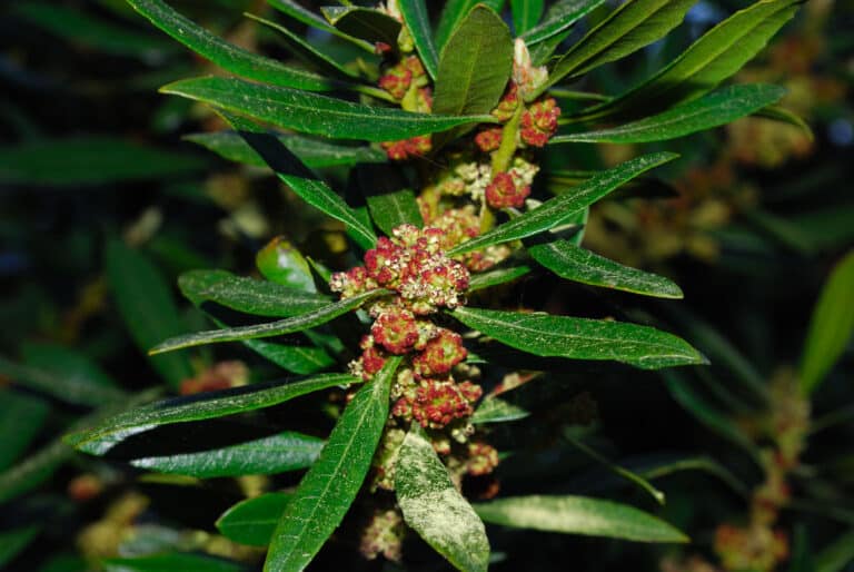 Myrica (Myrica)