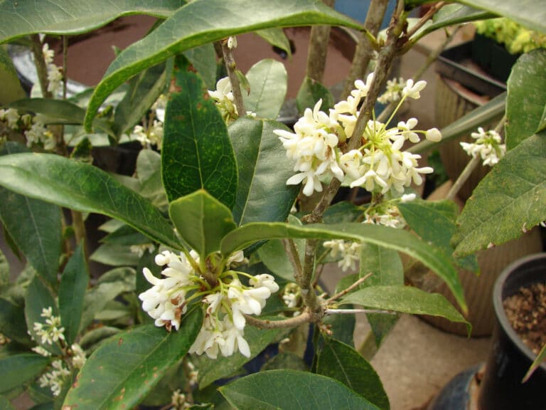 Osmanthe (Osmanthus)