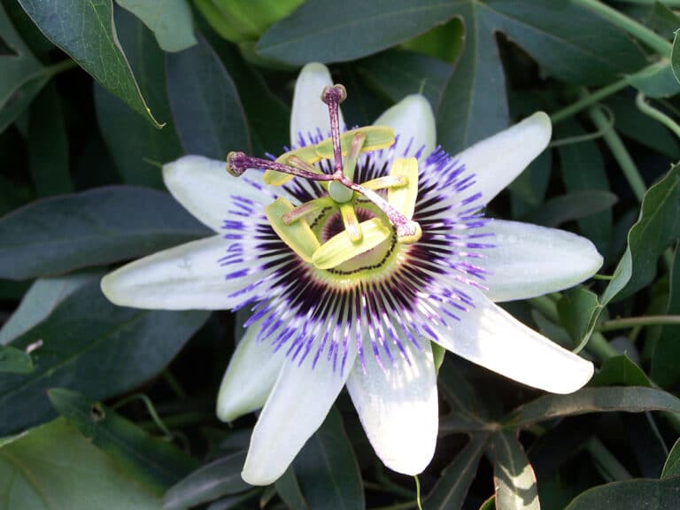 Passiflore (Passiflora)