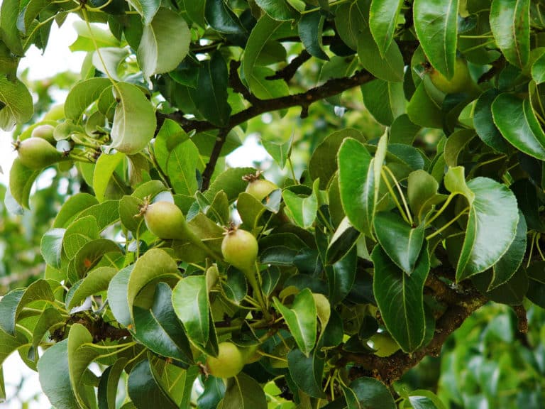 Poirier (Pyrus)