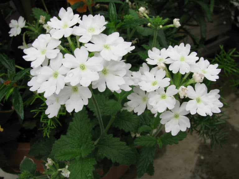 Verveine (Verbena)
