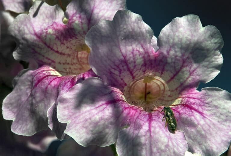Bignonia (Bignonia)
