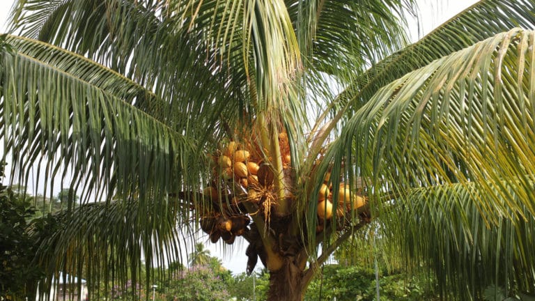 Cocotier (Cocos)