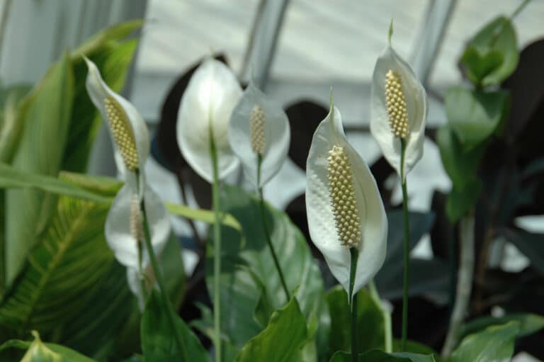 Fleur de lune (Spathiphyllum)