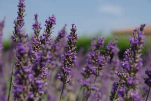 Lavande (Lavandula)
