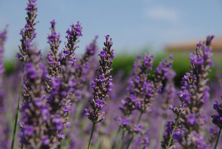 Lavande (Lavandula)