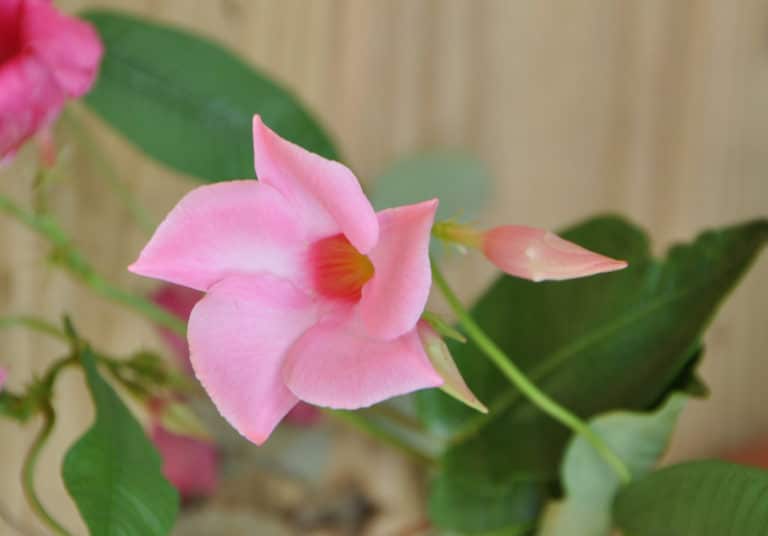 Dipladénia (Mandevilla)