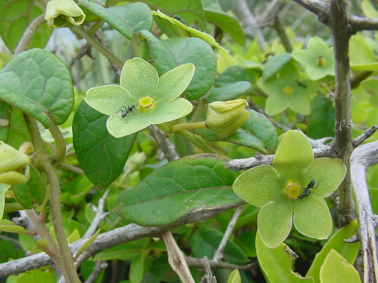 Matelea (Matelea)