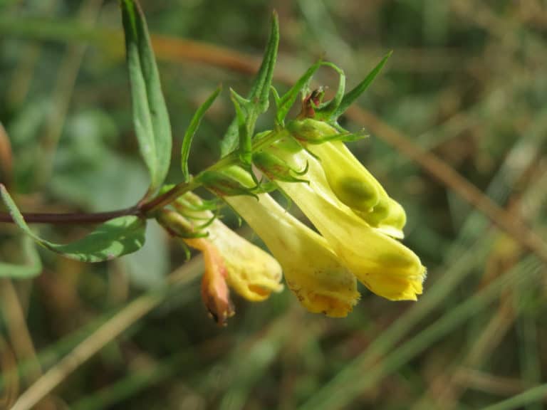 Mélampyre (Melampyrum)