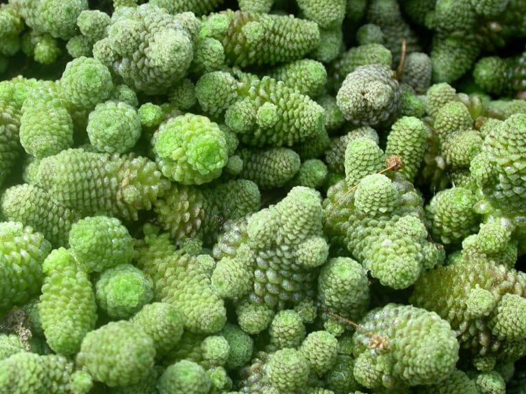 Monanthes (Monanthes)