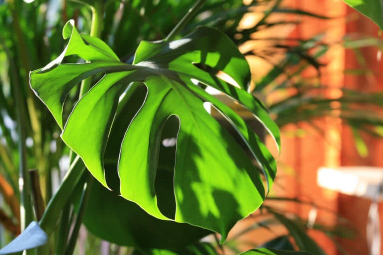 Monstera (Monstera)