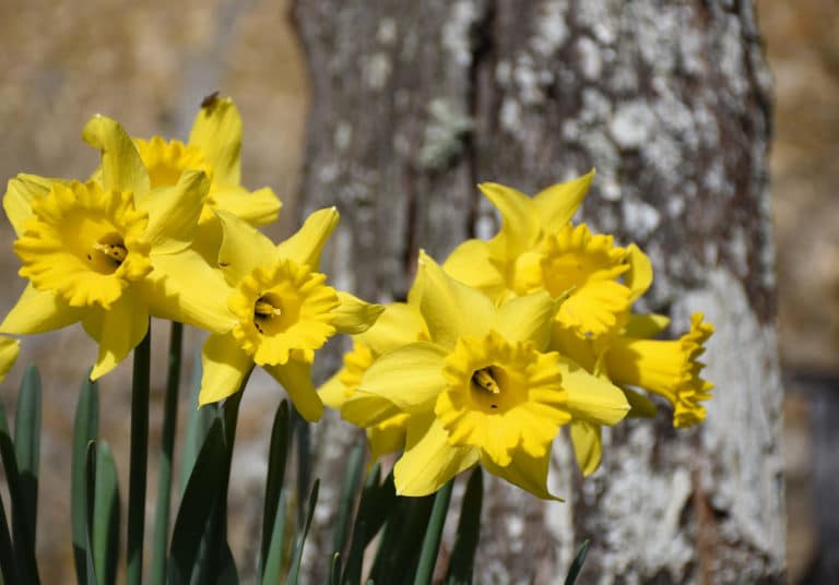Narcisse (Narcissus)