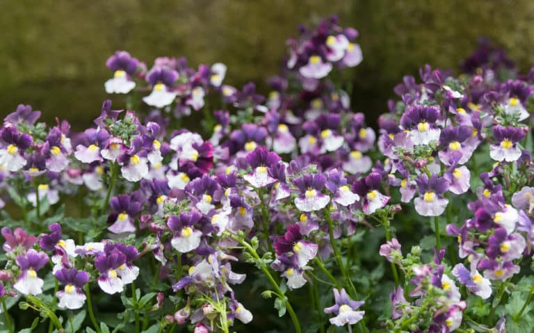Némésie (Nemesia)