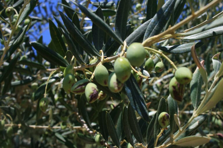 Olea (Olea)