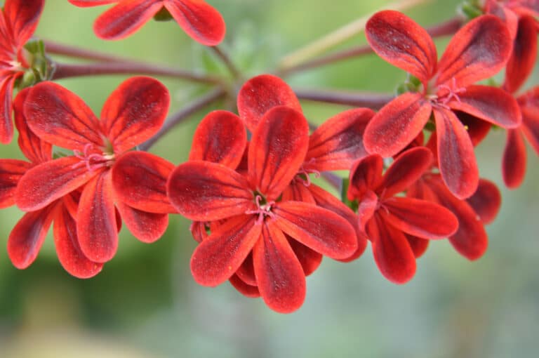 Pélargonium (Pelargonium)