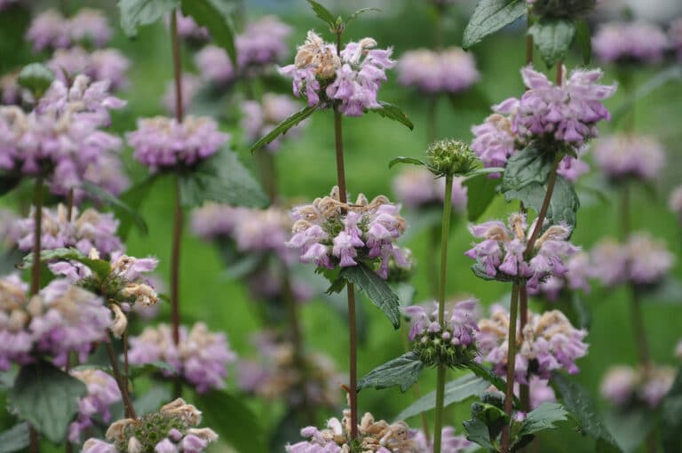 Phlomis (Phlomis)