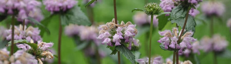 Phlomis