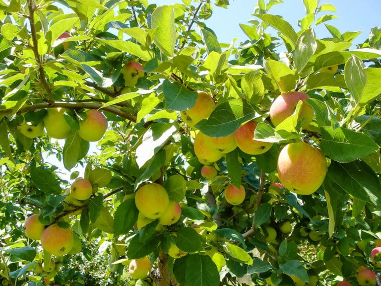 Pommier (Malus)