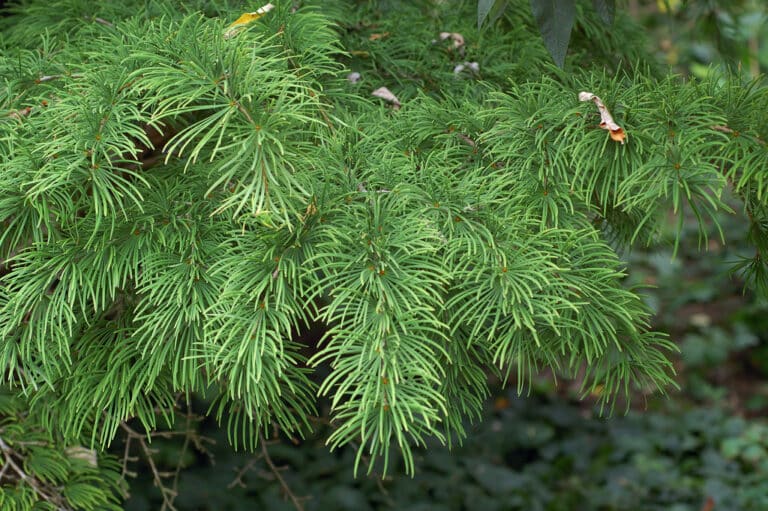 Pseudolarix (Pseudolarix)