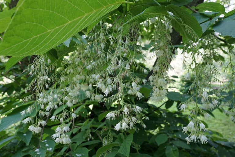 Pterostyrax (Pterostyrax)