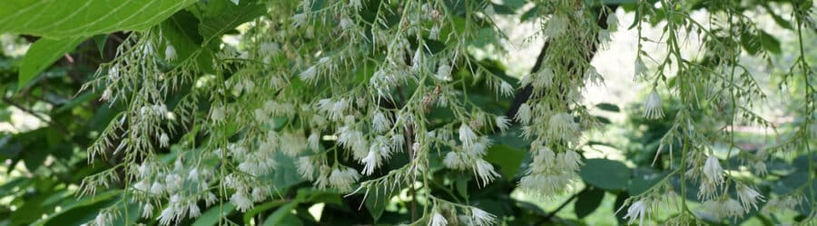 Pterostyrax
