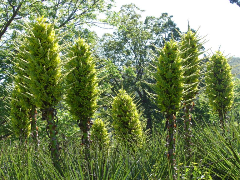 Puya (Puya)