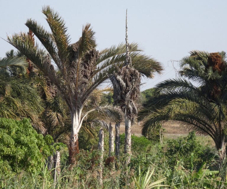 Raphia (Raphia)
