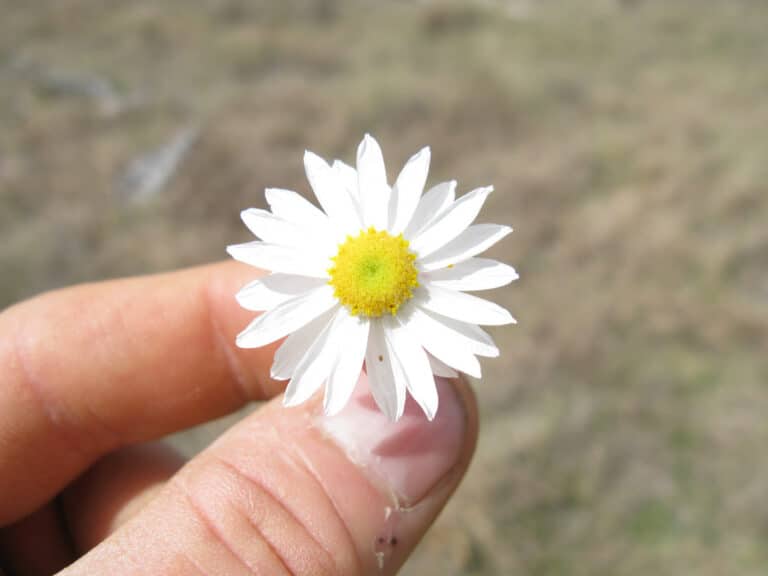 Acroclinium (Rhodanthe)