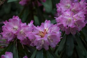 Azalée (Rhododendron)