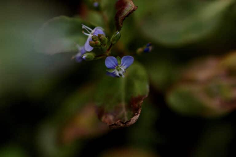 Rotala (Rotala)