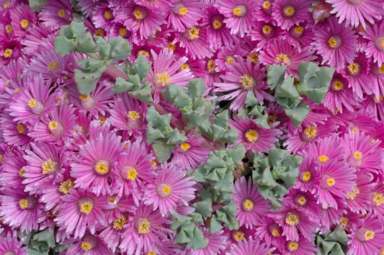 Ruschia (Ruschia)