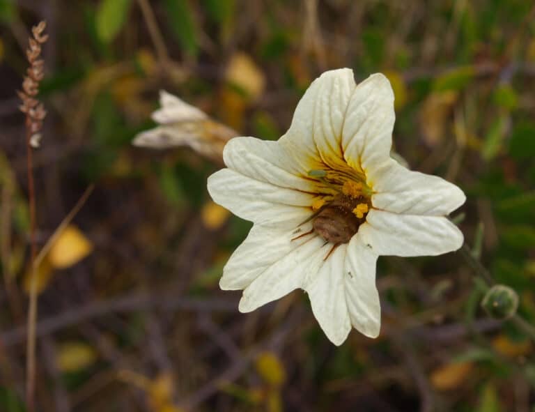 Salpiglossis (Salpiglossis)