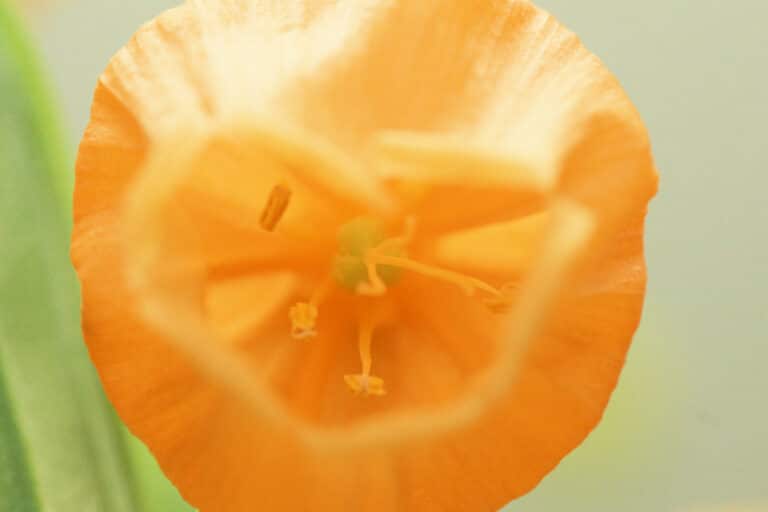 Sandersonia (Sandersonia)