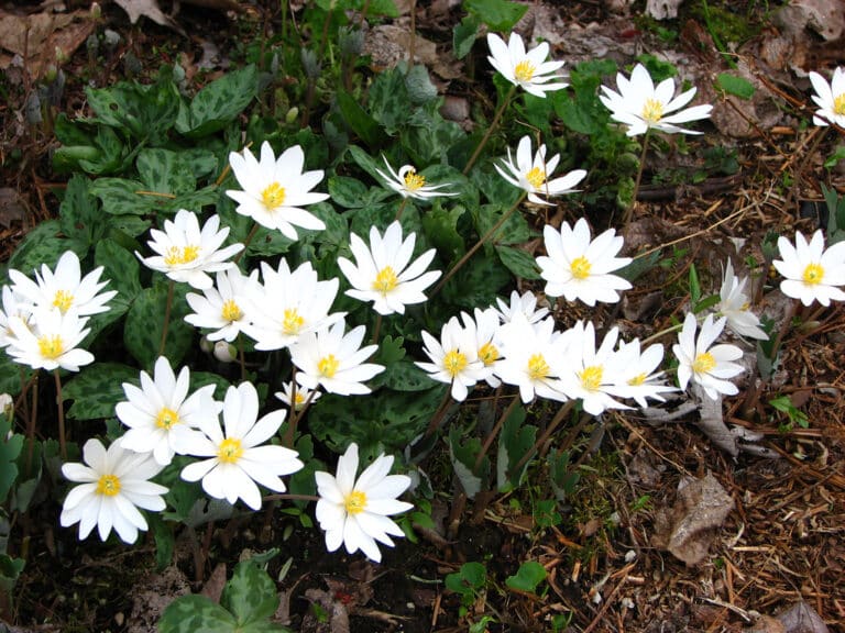 Sanguinaria (Sanguinaria)