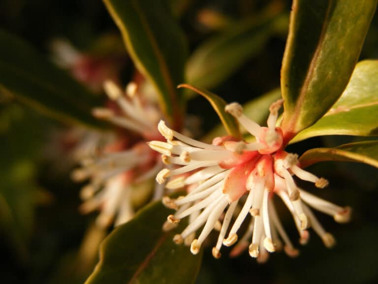 Sarcococca (Sarcococca)