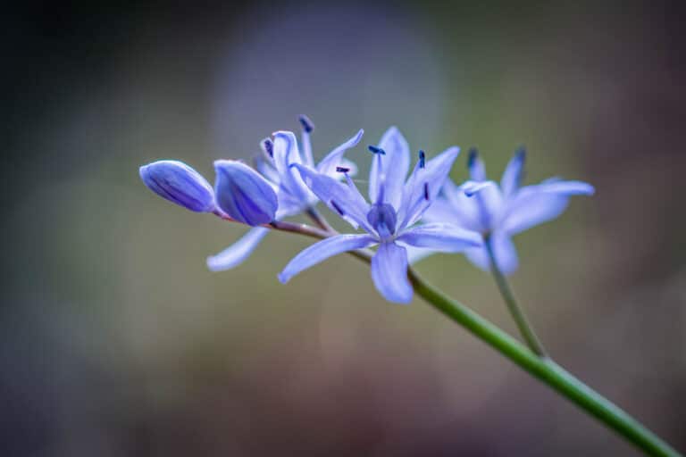 Scille (Scilla)