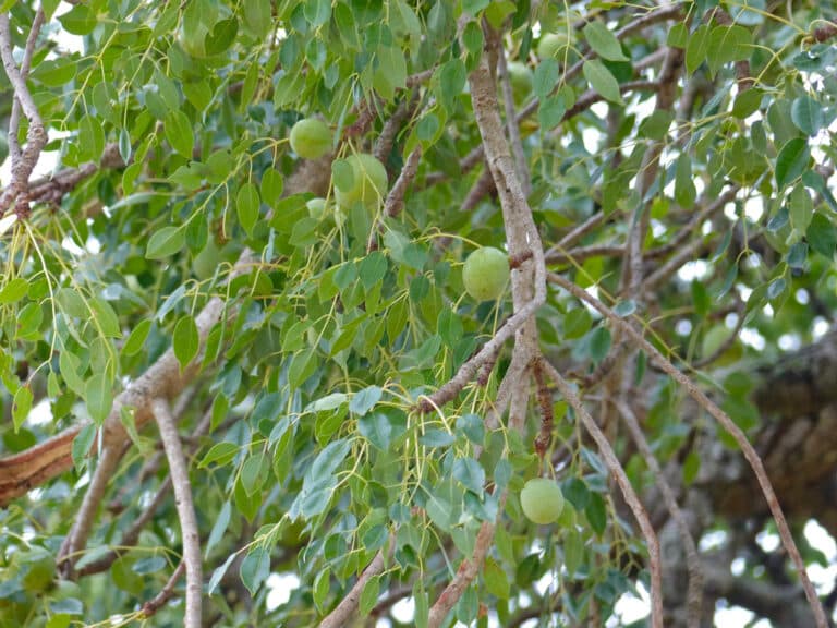 Sclerocarya (Sclerocarya)