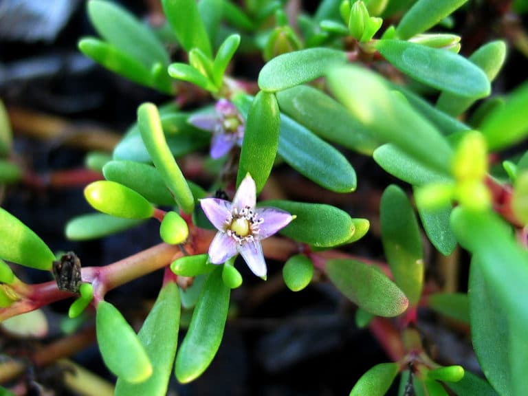 Sesuvium (Sesuvium)