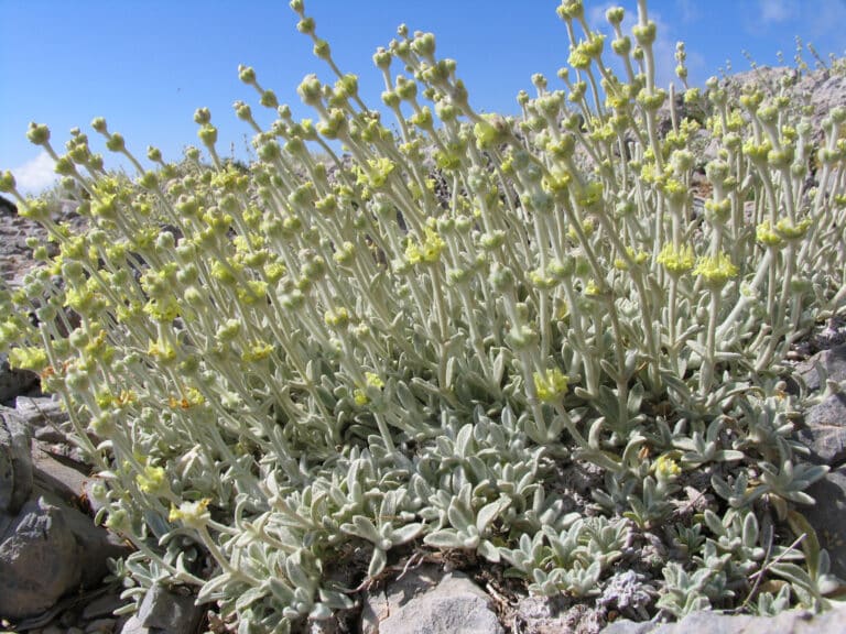Sideritis (Sideritis)