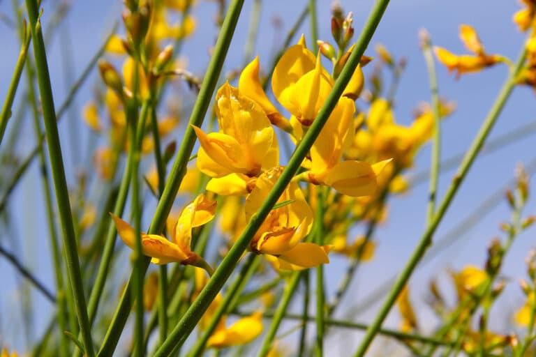 Spartier (Spartium)