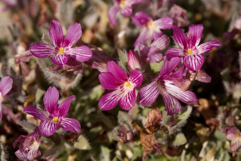 Stenandrium (Stenandrium)