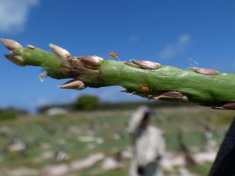 Stenotaphrum (Stenotaphrum)