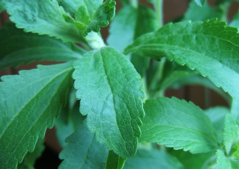 Stevia (Stevia)