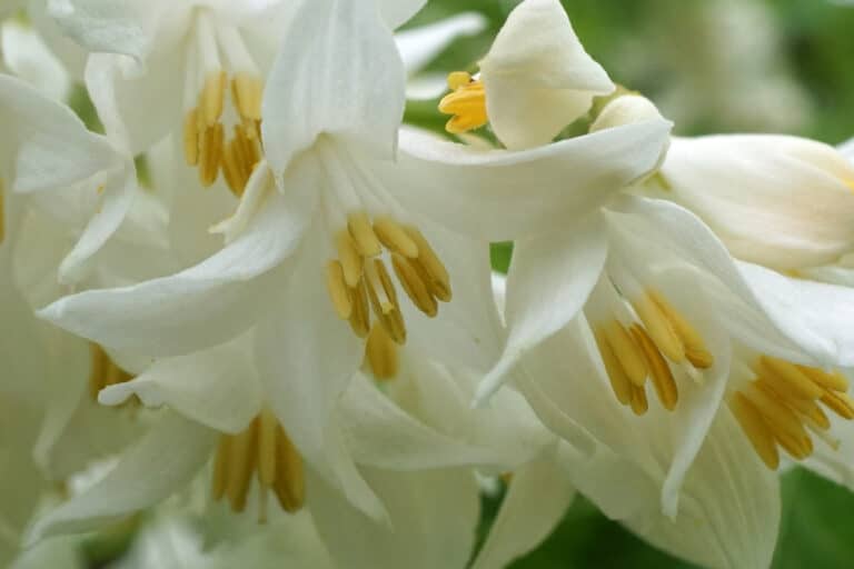 Styrax (Styrax)
