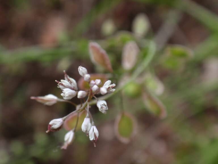 Thysanocarpus (Thysanocarpus)