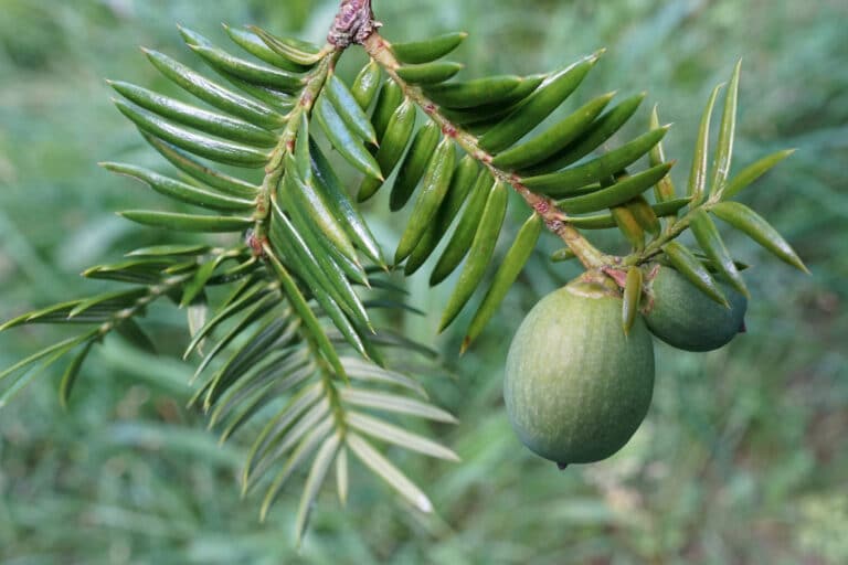Torreya (Torreya)