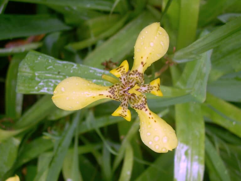 Trimezia (Trimezia)