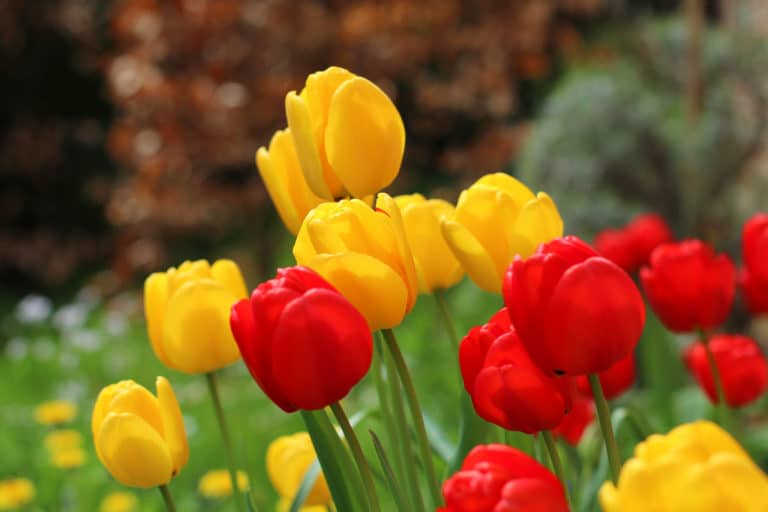 Tulipe (Tulipa)