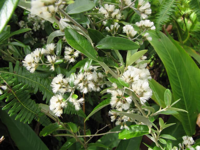 Vernonia (Vernonia)