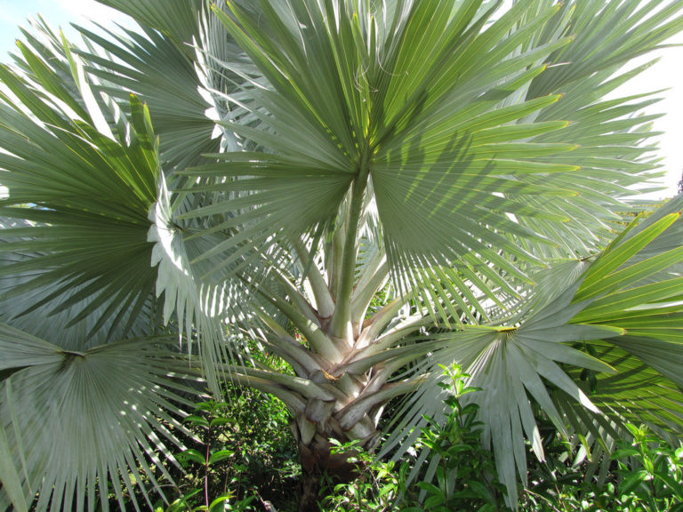 Bismarckia (Bismarckia)
